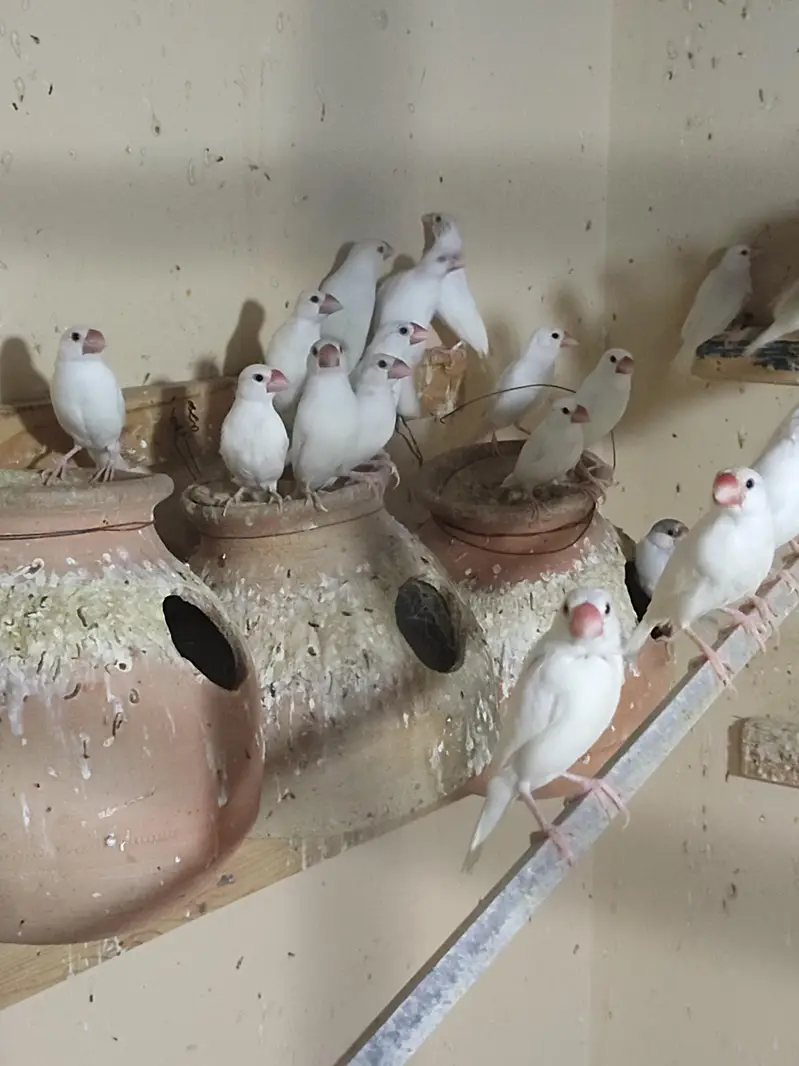 white Java Breeder Pair