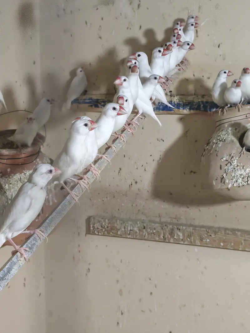 white Java Breeder Pair — photo 2