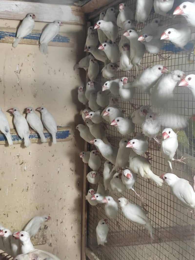 white Java Breeder Pair 2