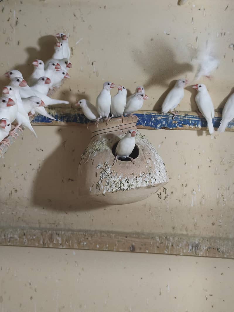 white Java Breeder Pair 3