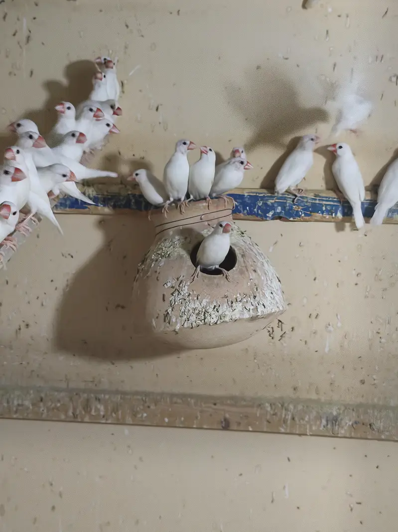 white Java Breeder Pair — photo 4