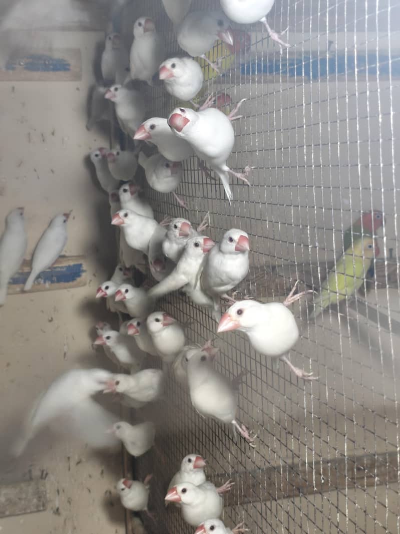white Java Breeder Pair 4