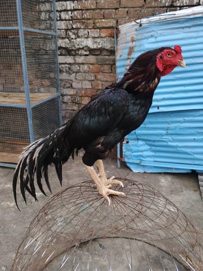 lassani murgha for sale whtsap 03196945520