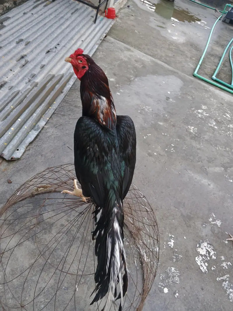 lassani murgha for sale whtsap 03196945520 — photo 3