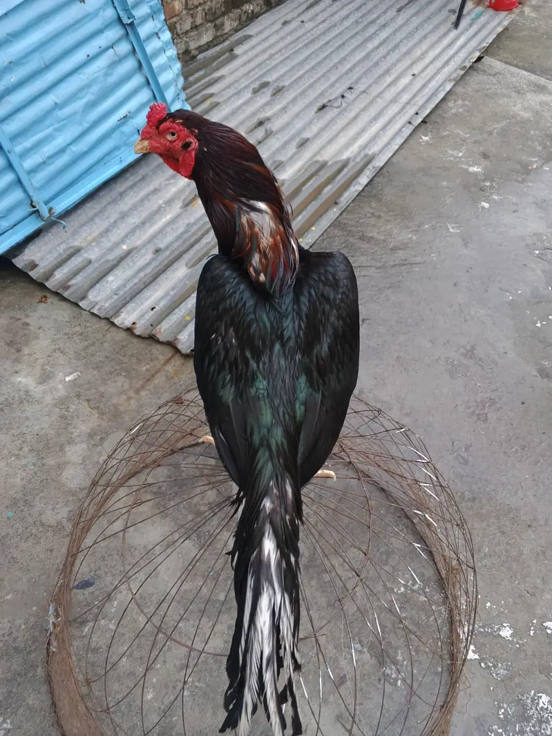 lassani murgha for sale whtsap 03196945520 — photo 4