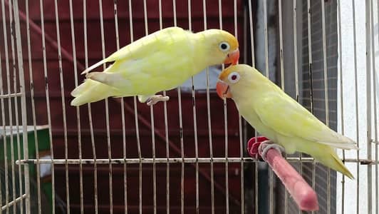 Love birds
