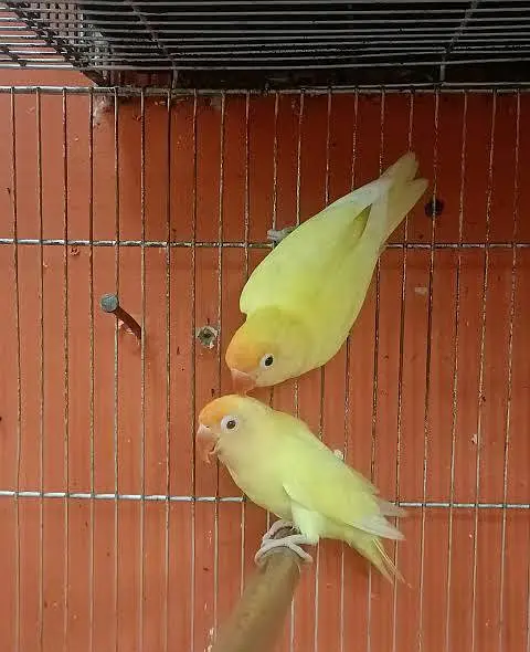 Love birds — photo 2