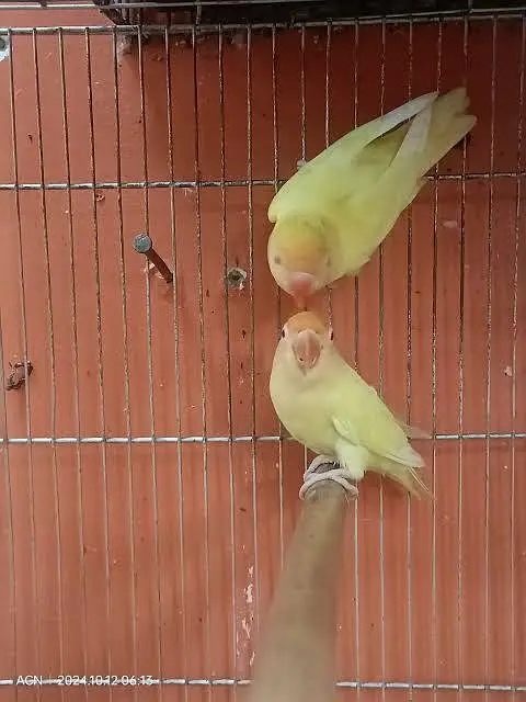 Love birds — photo 3