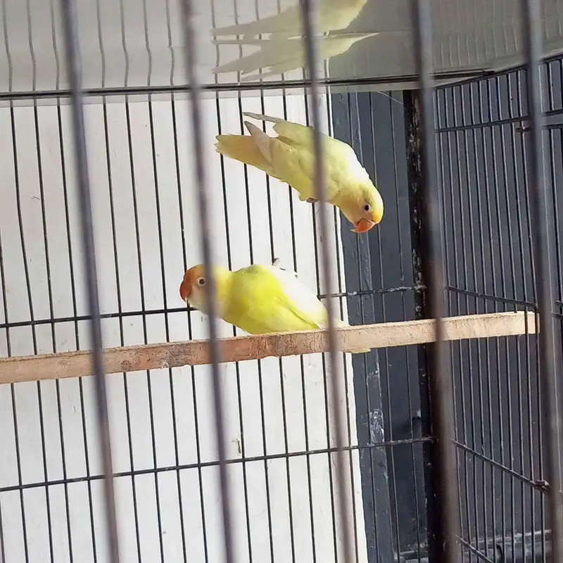 Love birds — photo 4