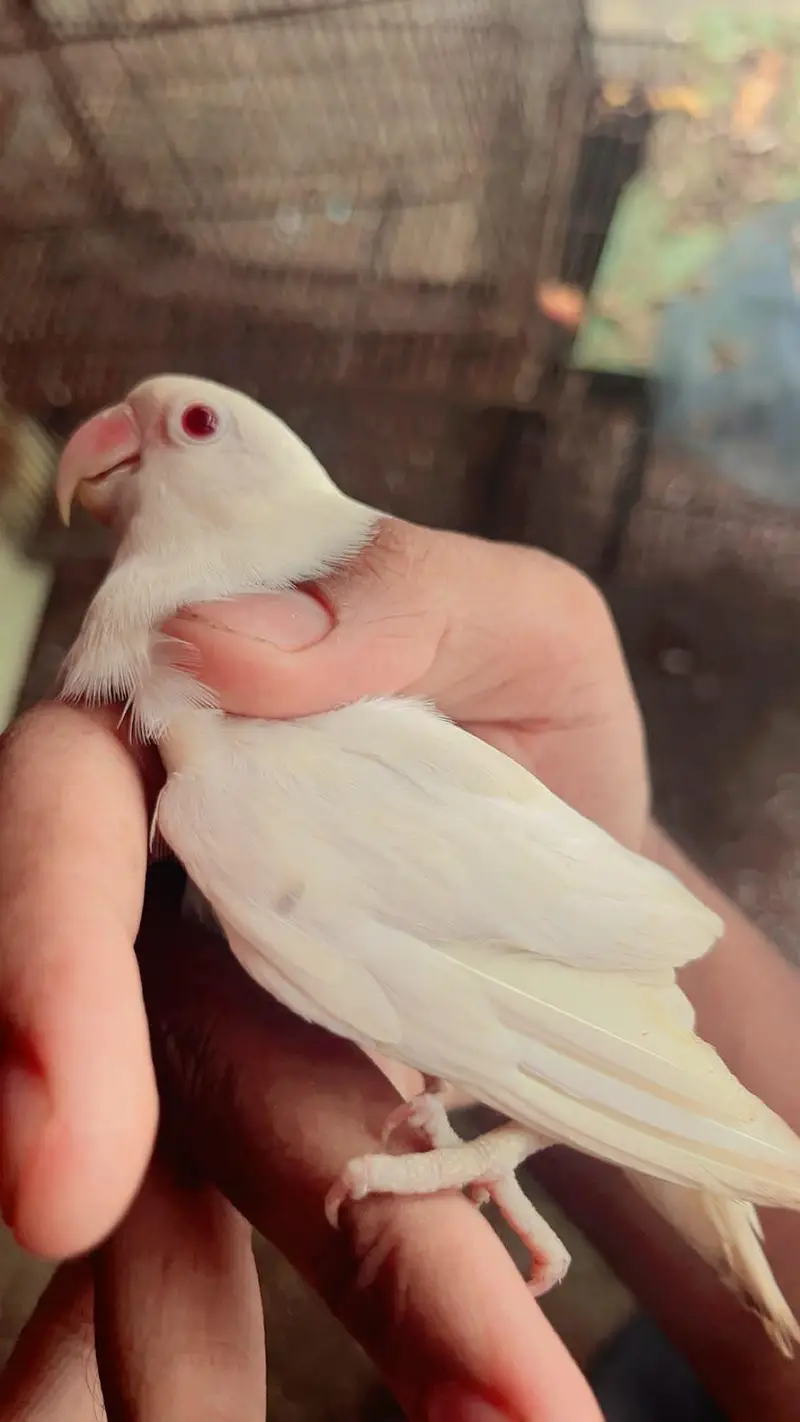 Love birds — photo 6