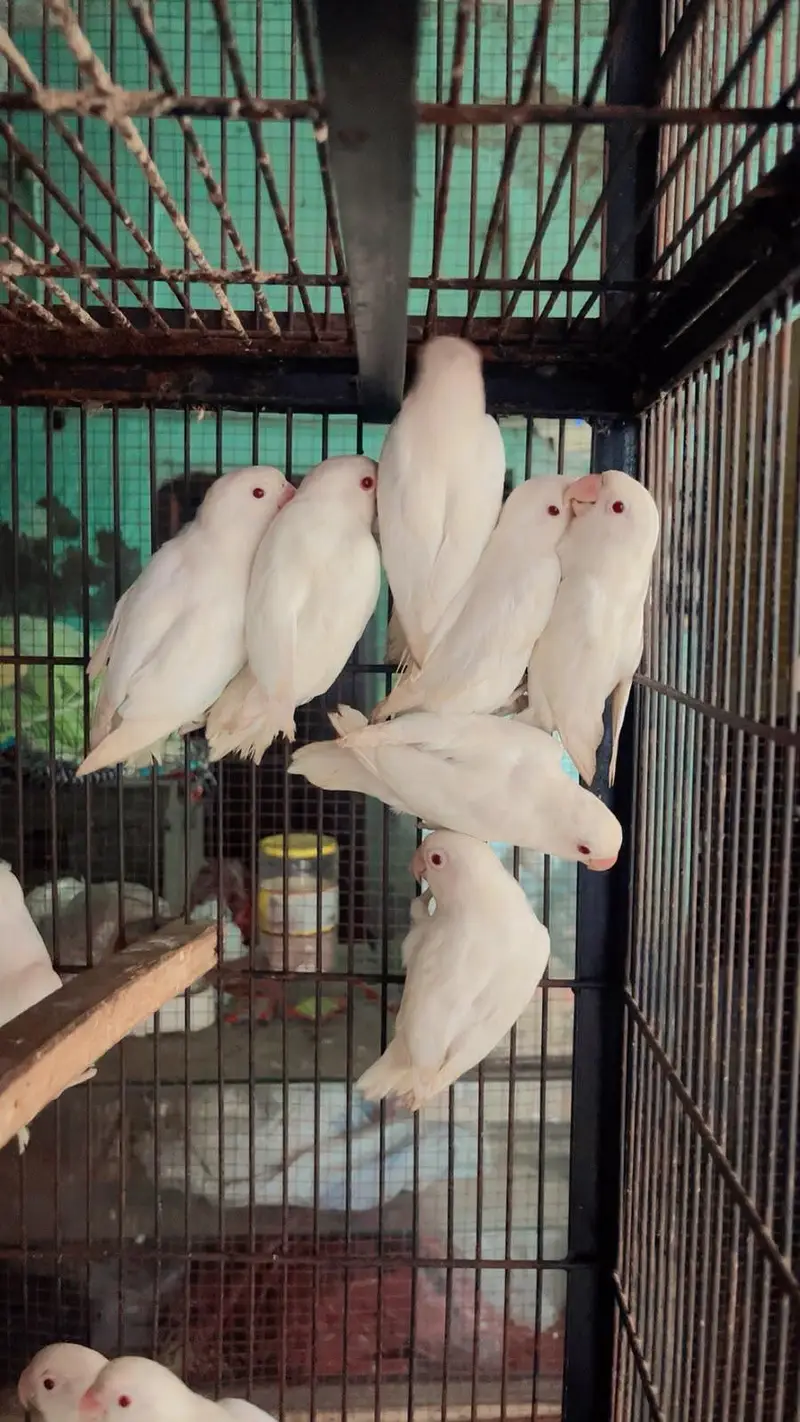 Love birds — photo 7