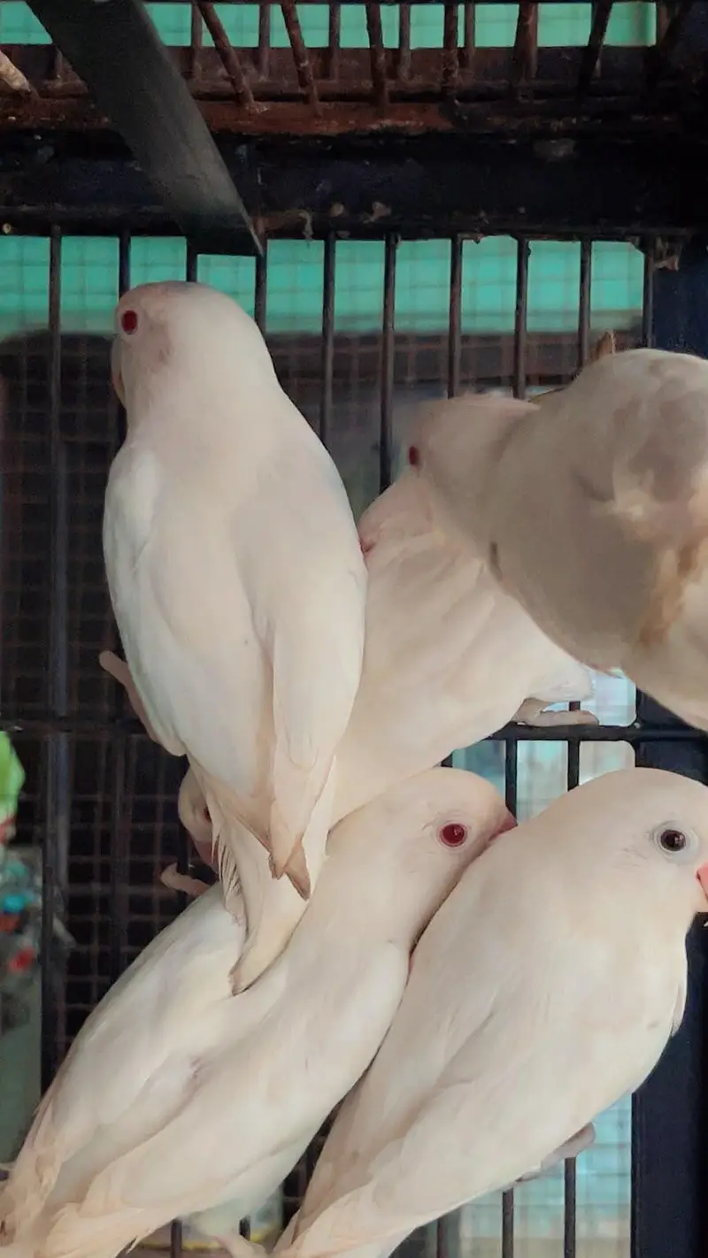 Love birds — photo 8