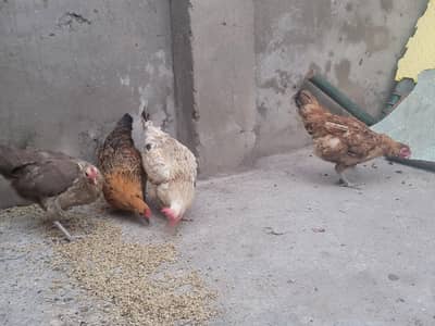 Desi Hens