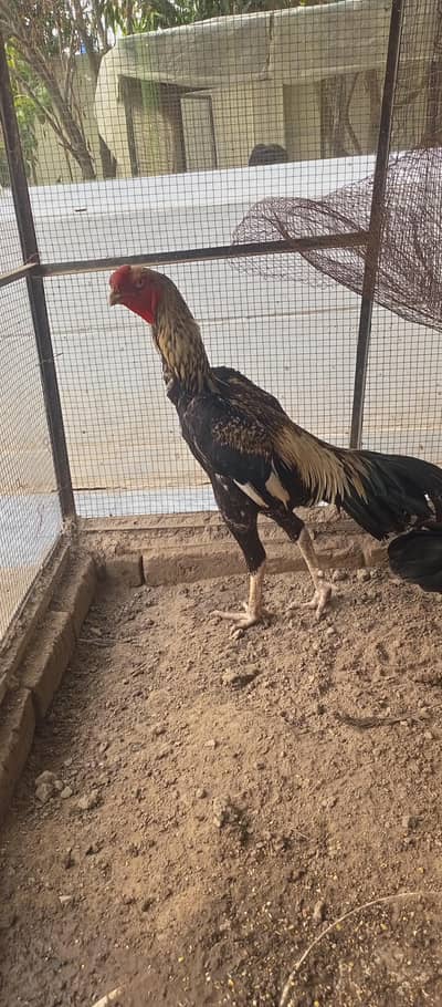 parrot beak chiks or white dragon chiks
