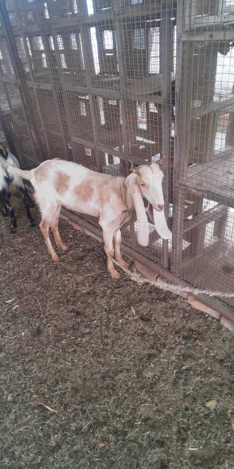 goats 0