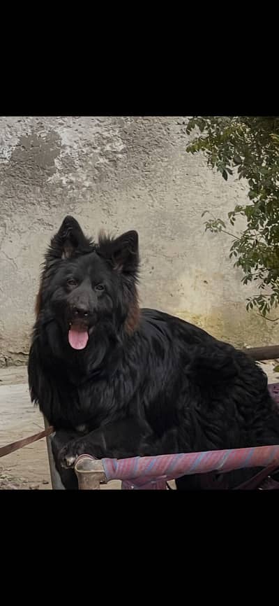Black shepherd male imported lines