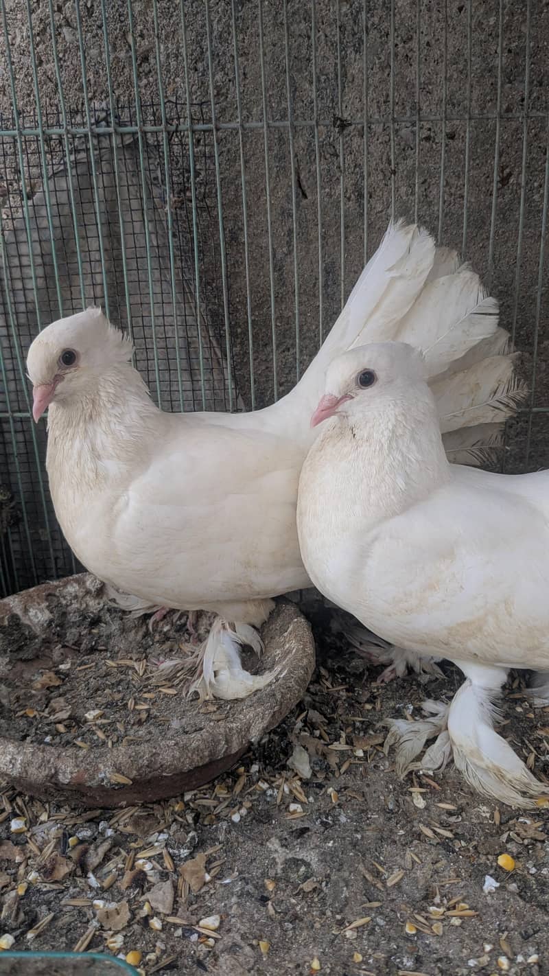 pigeon 1