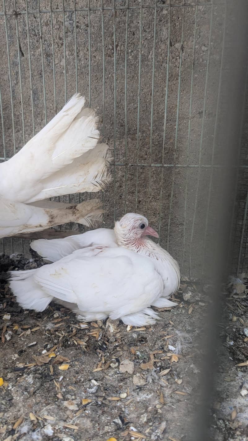 pigeon 2