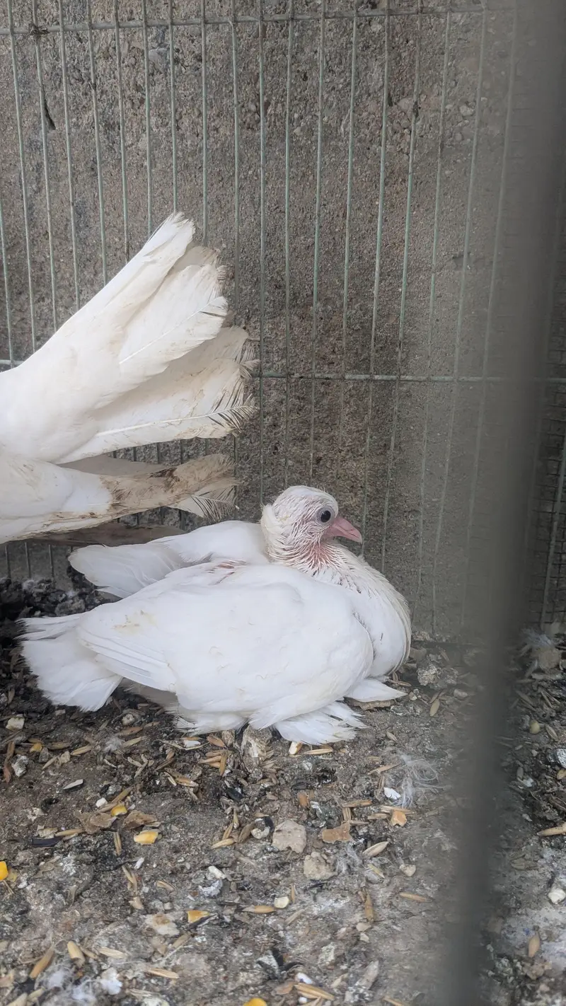 pigeon — photo 3