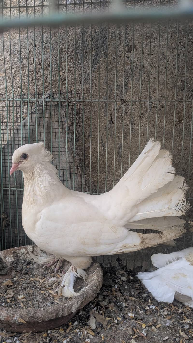 pigeon 3