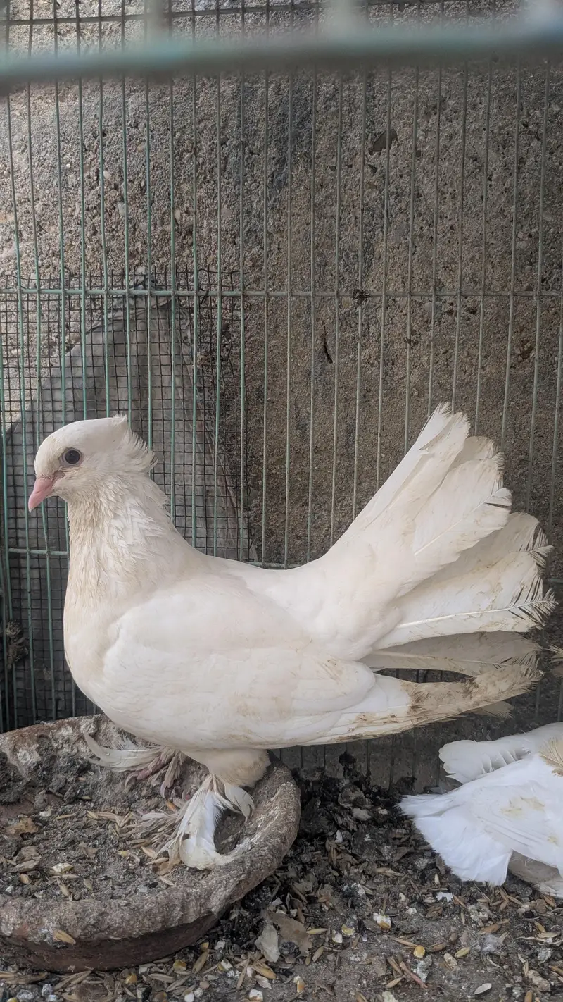 pigeon — photo 4