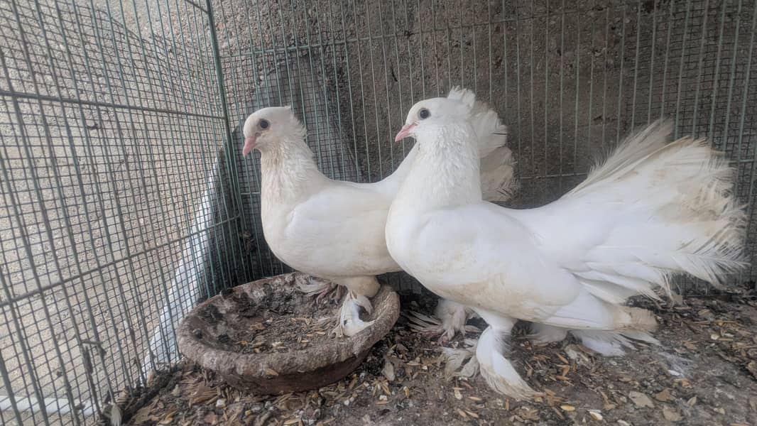 pigeon 4