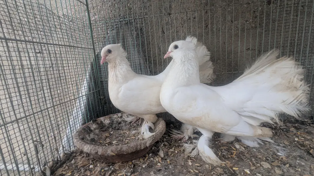 pigeon — photo 5