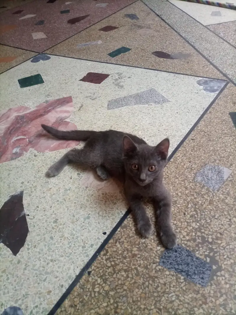 BRITISH Grey ShotrtHair Male Kitten For Sale Only In 8,000 — photo 4