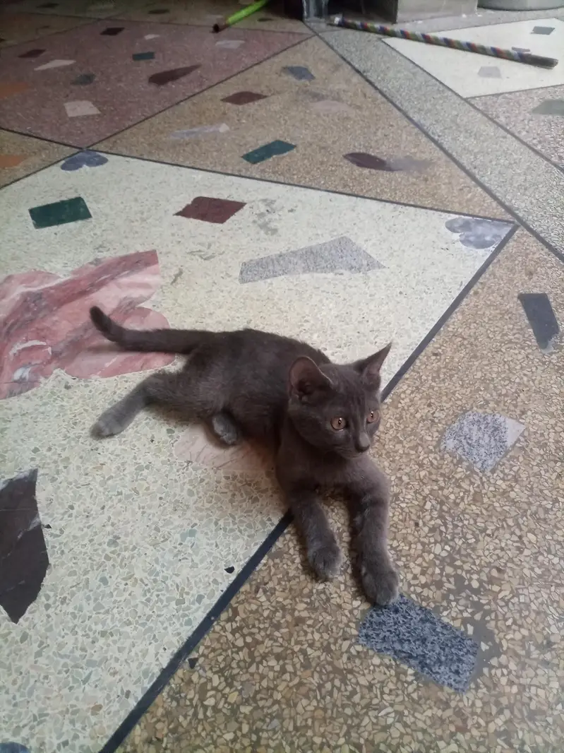 BRITISH Grey ShotrtHair Male Kitten For Sale Only In 8,000 — photo 3