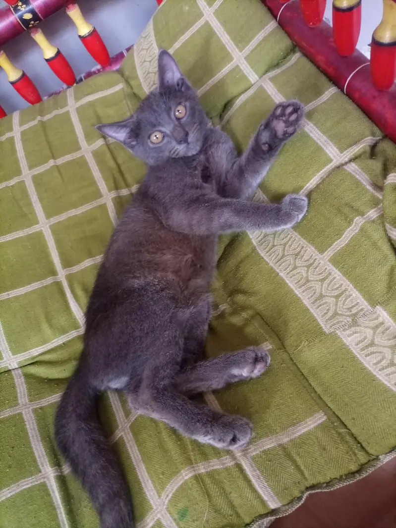 BRITISH Grey ShotrtHair Male Kitten For Sale Only In 8,000 — photo 2