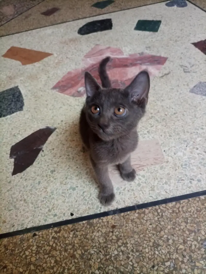 BRITISH Grey ShotrtHair Male Kitten For Sale Only In 8,000 — photo 5