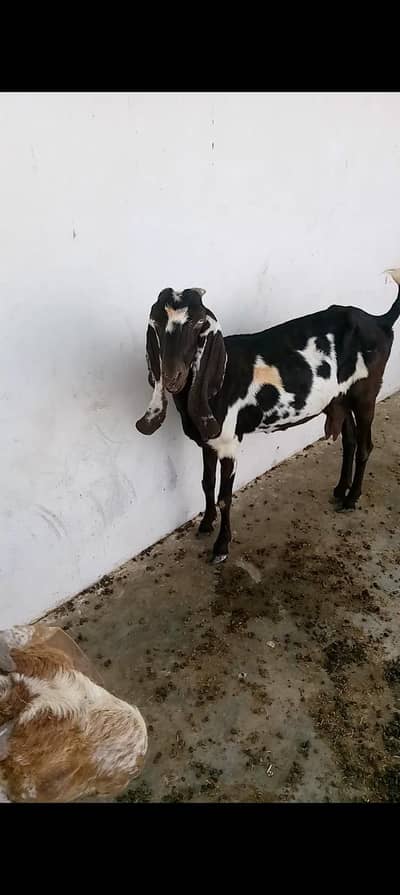 black makhi cheene and dumba for sell