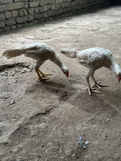White Aseel heera