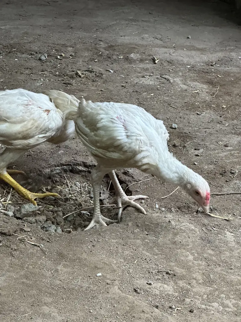 White Aseel heera — photo 4