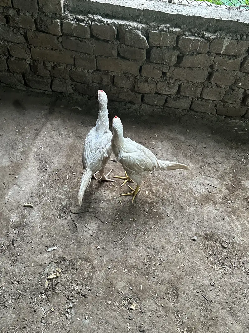 White Aseel heera — photo 5