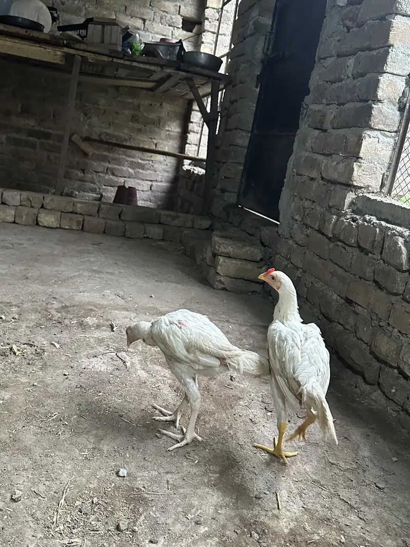 White Aseel heera — photo 6