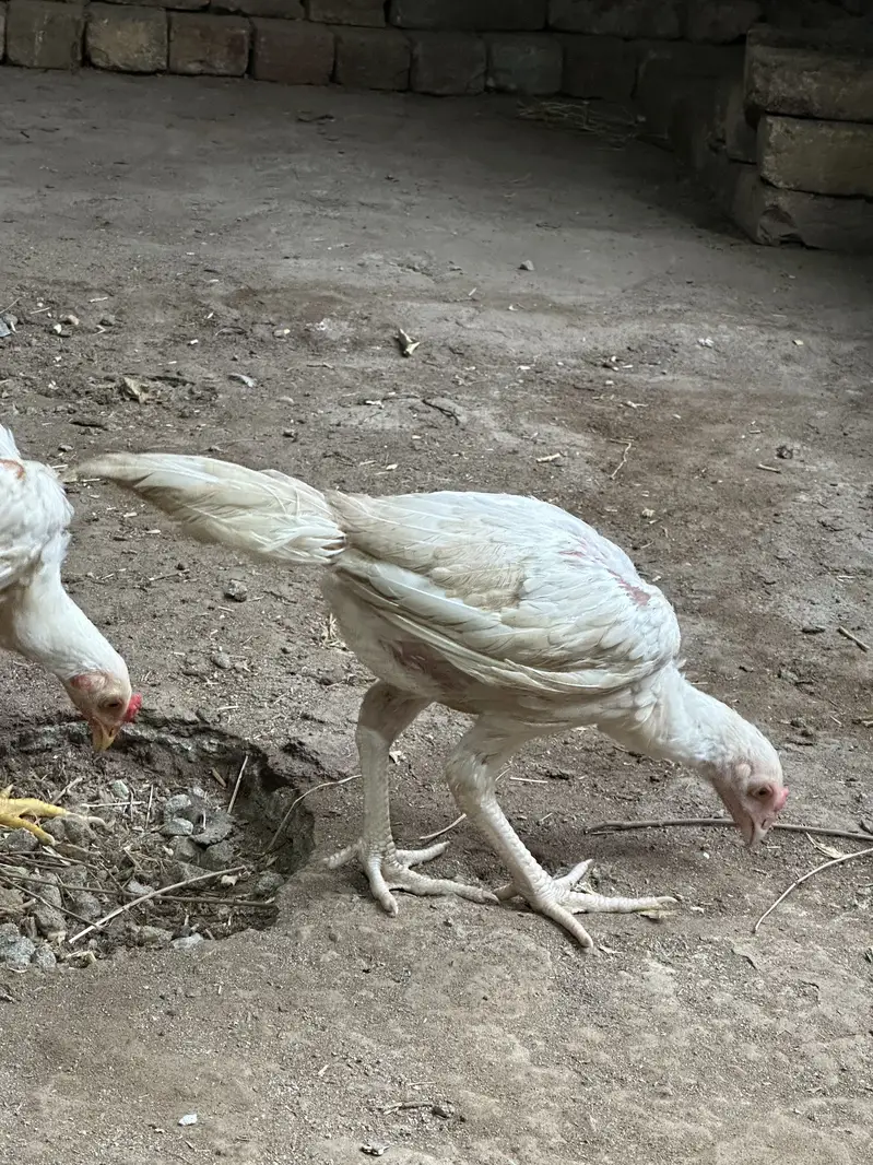 White Aseel heera — photo 7