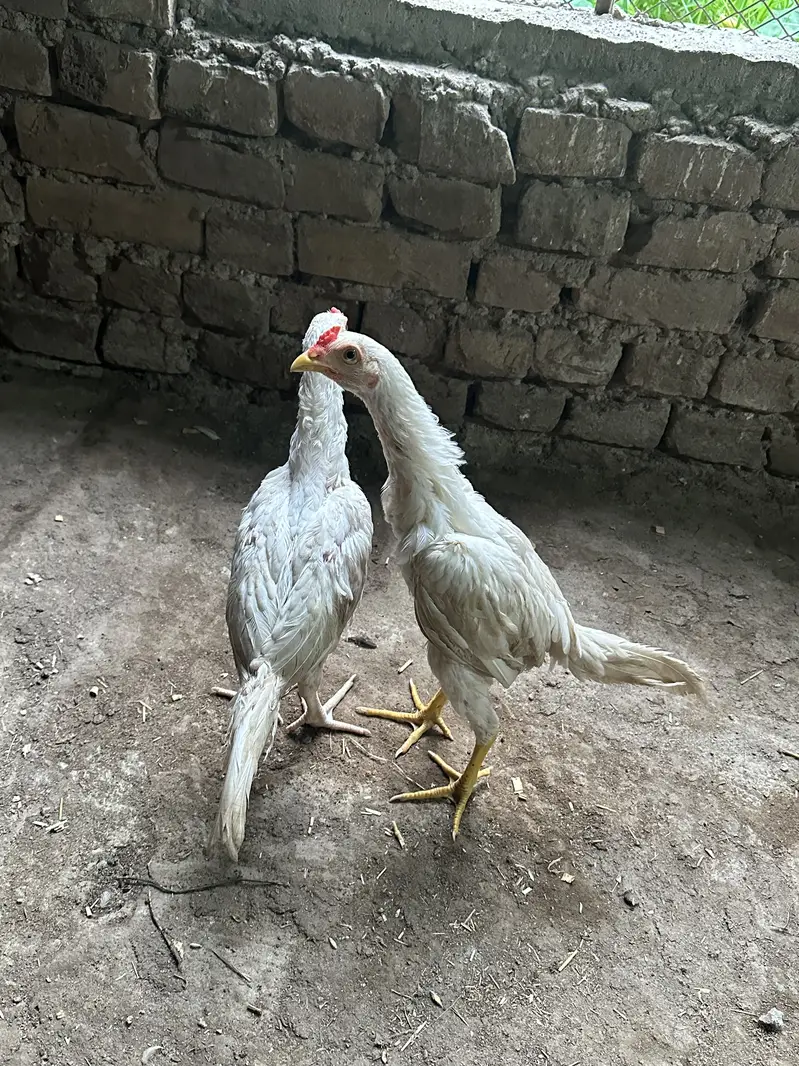 White Aseel heera — photo 8