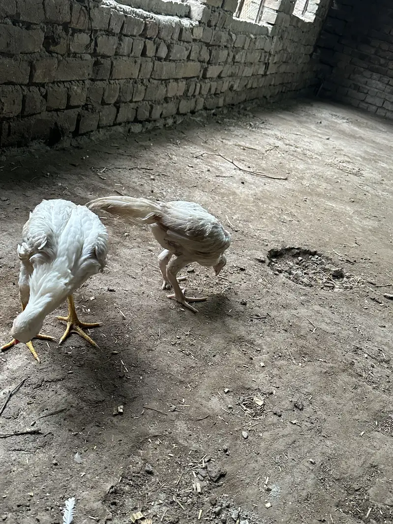 White Aseel heera — photo 9