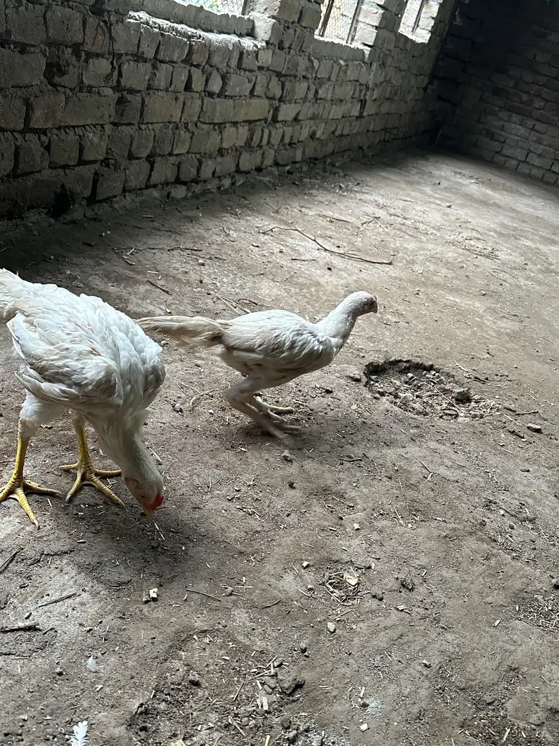 White Aseel heera — photo 10