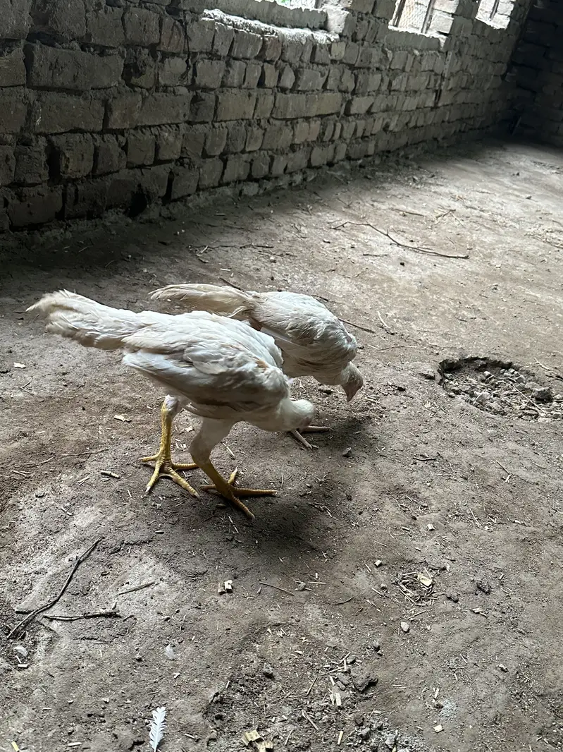 White Aseel heera — photo 11