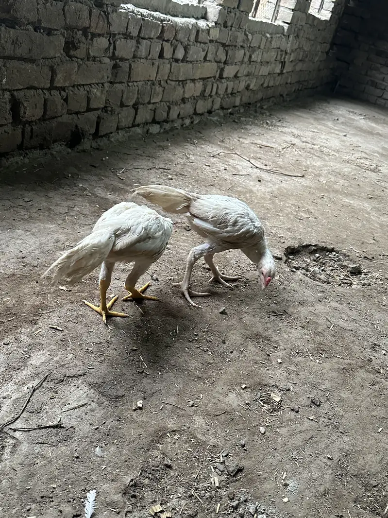 White Aseel heera — photo 12