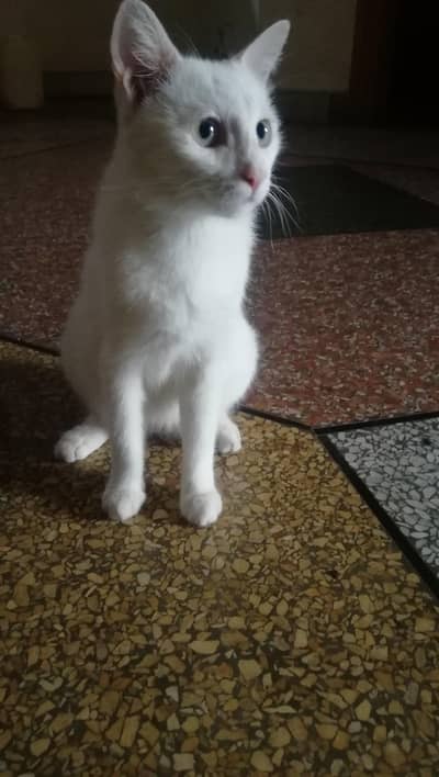 cat sale karni hai