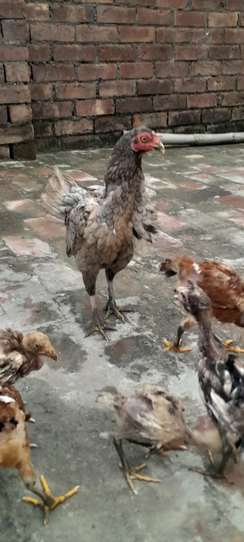 Aseel birds — photo 3