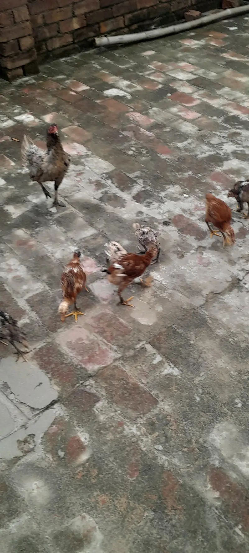 Aseel birds — photo 5