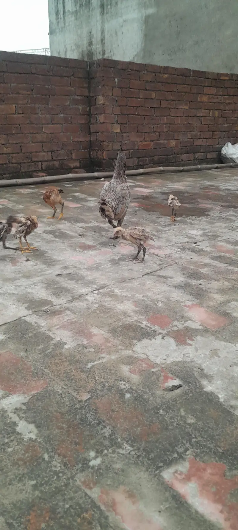 Aseel birds — photo 6