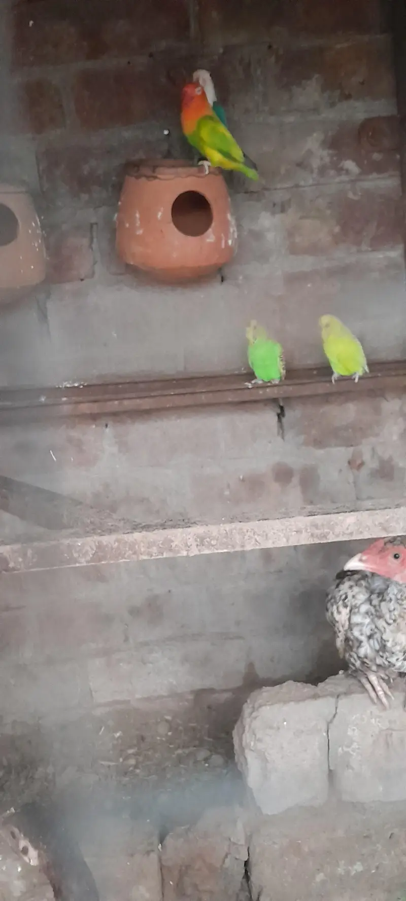 Aseel birds — photo 7