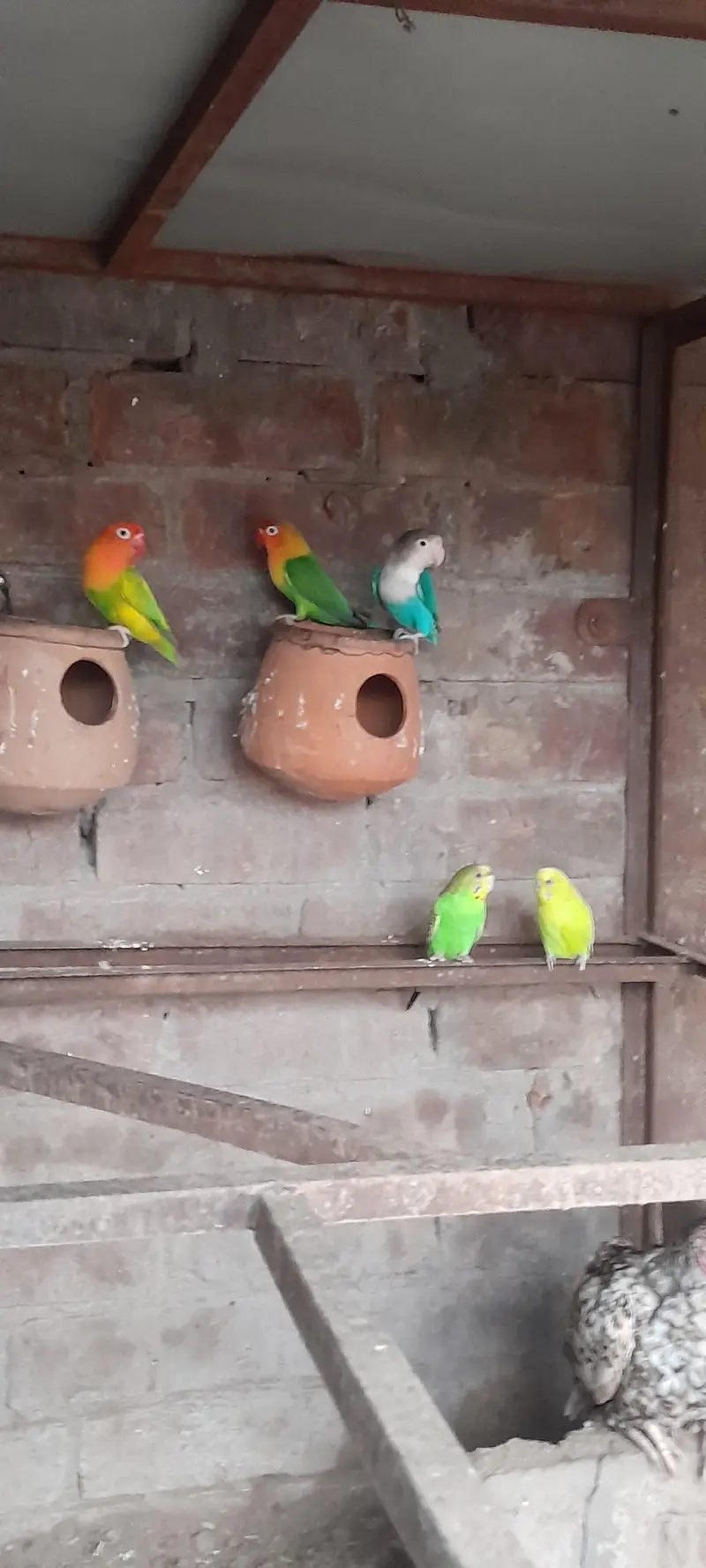 Aseel birds — photo 8