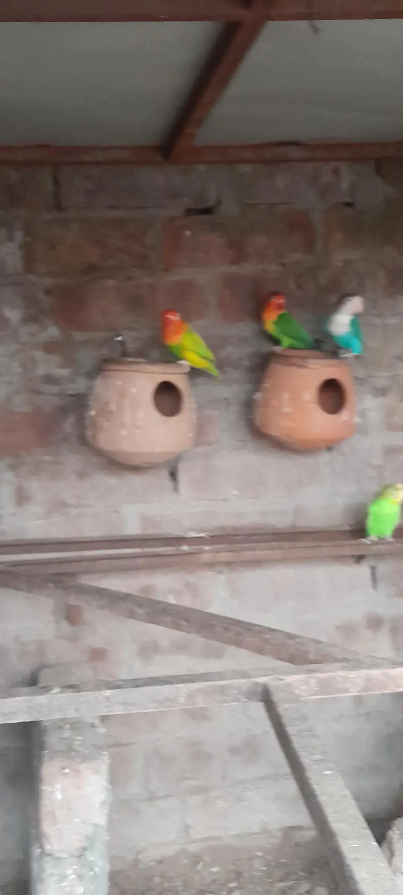 Aseel birds — photo 9