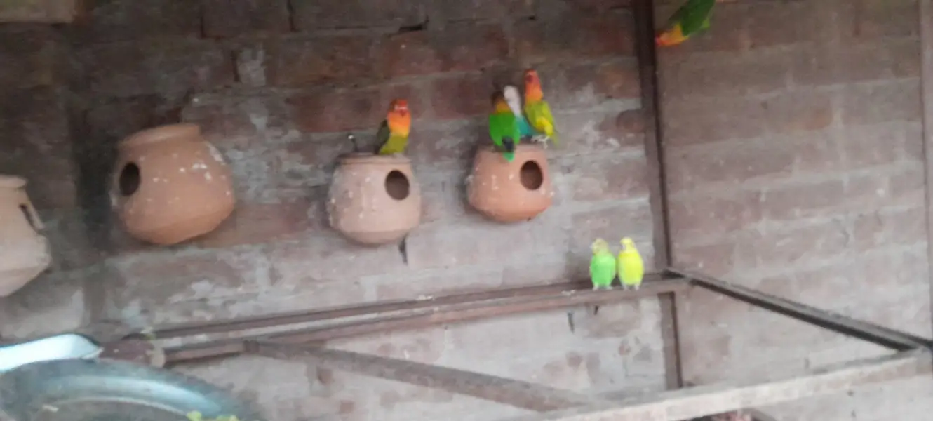 Aseel birds — photo 10